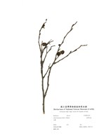 藏品(臺灣赤楊)的圖片